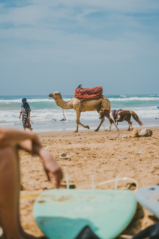marruecos_camello